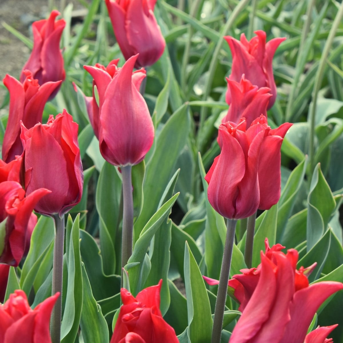Tulipán Pretty Woman - Tulipa - cibuloviny - 3 ks