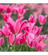 Tulipán Mariette - Tulipa - cibuloviny - 3 ks