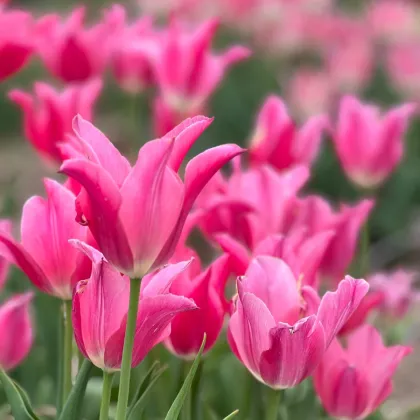 Tulipán Mariette - Tulipa - cibuloviny - 3 ks