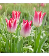Tulipán Whispering Dream - Tulipa - cibuloviny - 3 ks