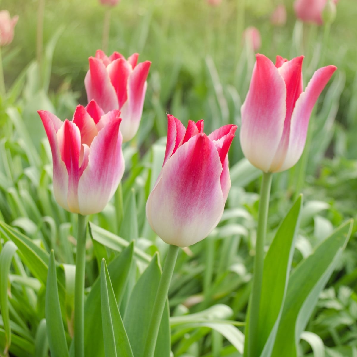 Tulipán Whispering Dream - Tulipa - cibuloviny - 3 ks