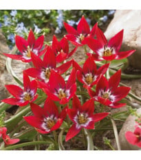 Tulipán Tiny Timo - Tulipa - cibuloviny - 3 ks