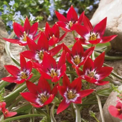 Tulipán Tiny Timo - Tulipa - cibuloviny - 3 ks