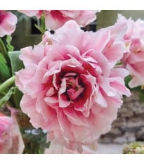 Tulipán Magic Sensation - Tulipa - cibuloviny - 3 ks