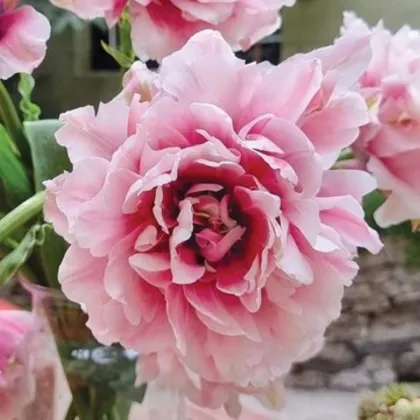 Tulipán Magic Sensation - Tulipa - cibuloviny - 3 ks