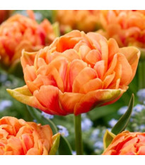 Tulipán Orange Flavour - Tulipa - cibuloviny - 3 ks