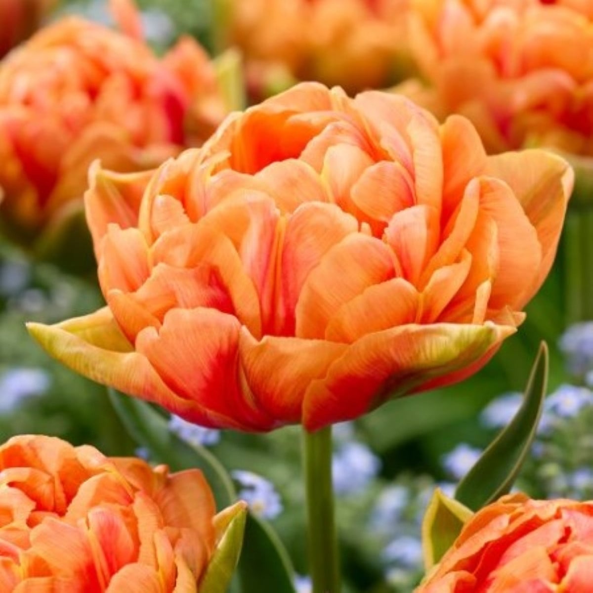 Tulipán Orange Flavour - Tulipa - cibuloviny - 3 ks