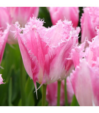 Tulipán Huis Ten Bosh - Tulipa - cibuloviny - 3 ks