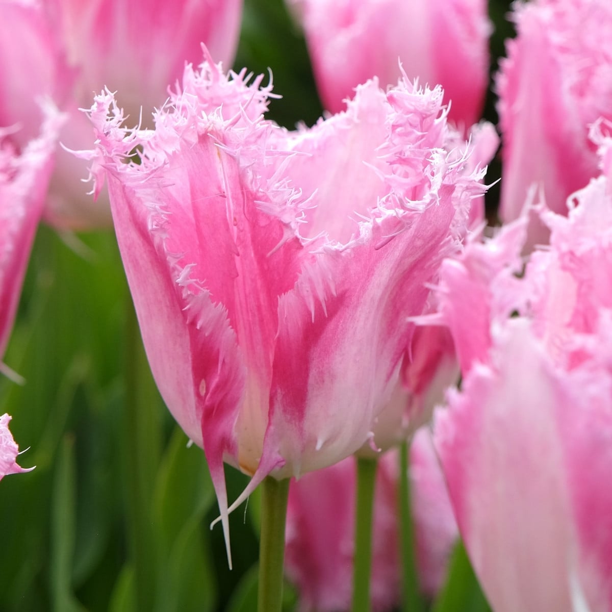 Tulipán Huis Ten Bosh - Tulipa - cibuloviny - 3 ks