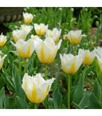 Tulipán Lemon Beauty - Tulipa - cibuloviny - 3 ks