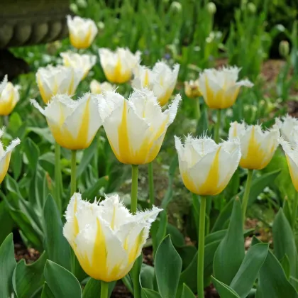 Tulipán Lemon Beauty - Tulipa - cibuloviny - 3 ks