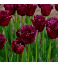 Tulipán Gorilla - Tulipa - cibuloviny - 3 ks