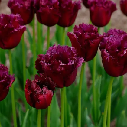 Tulipán Gorilla - Tulipa - cibuloviny - 3 ks