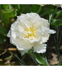 Tulipán Snow Crystal - Tulipa - cibuloviny - 3 ks