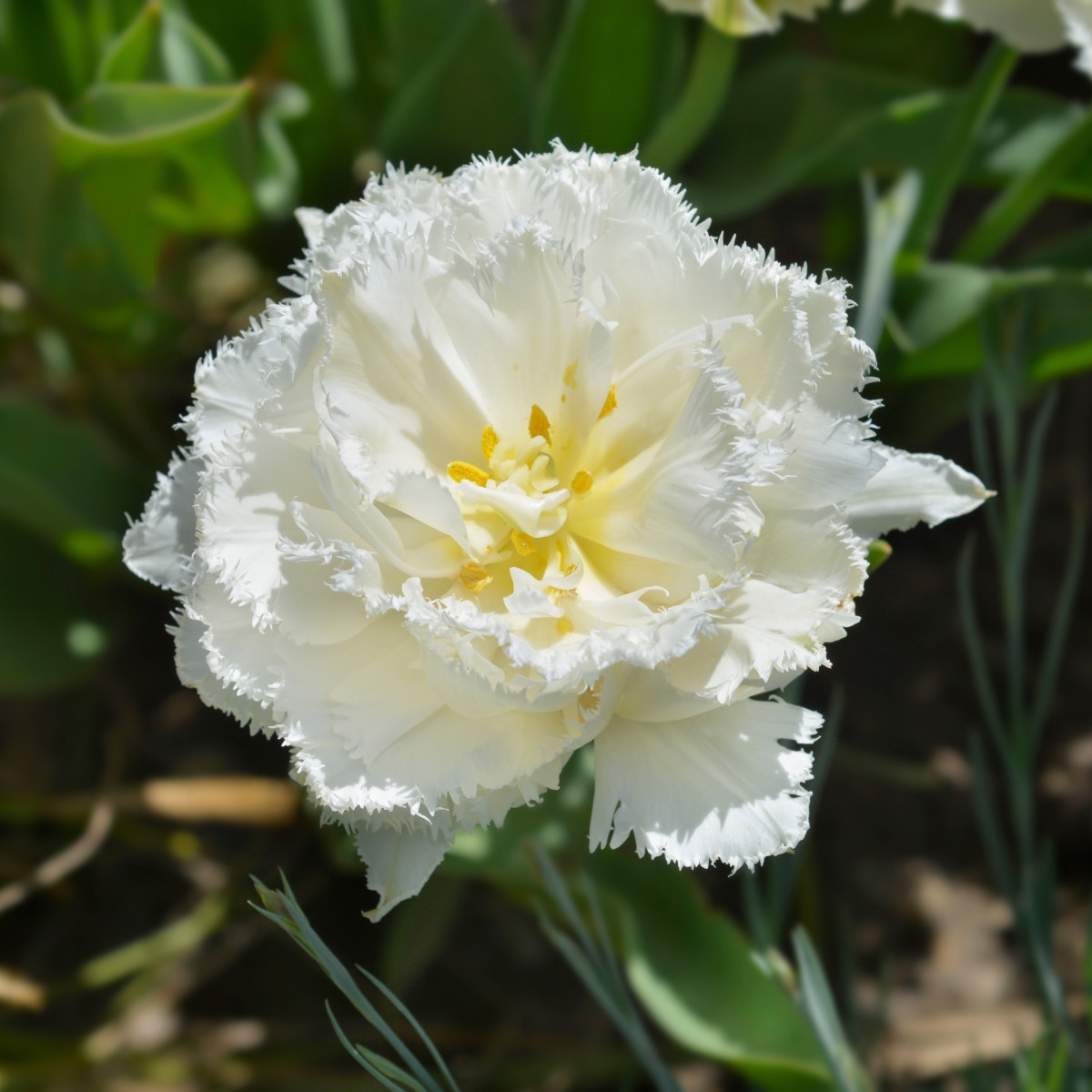 Tulipán Snow Crystal - Tulipa - cibuloviny - 3 ks