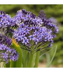 Ladoňka mnohokvětá modrá - Scilla peruviana - cibule ladoňky - 3 ks