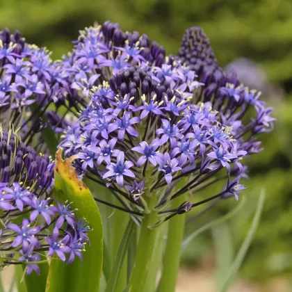 Ladoňka mnohokvětá modrá - Scilla peruviana - cibule ladoňky - 3 ks