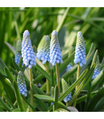 Modřenec Babys Breath - Muscari neglectum - cibule modřence - 5 ks