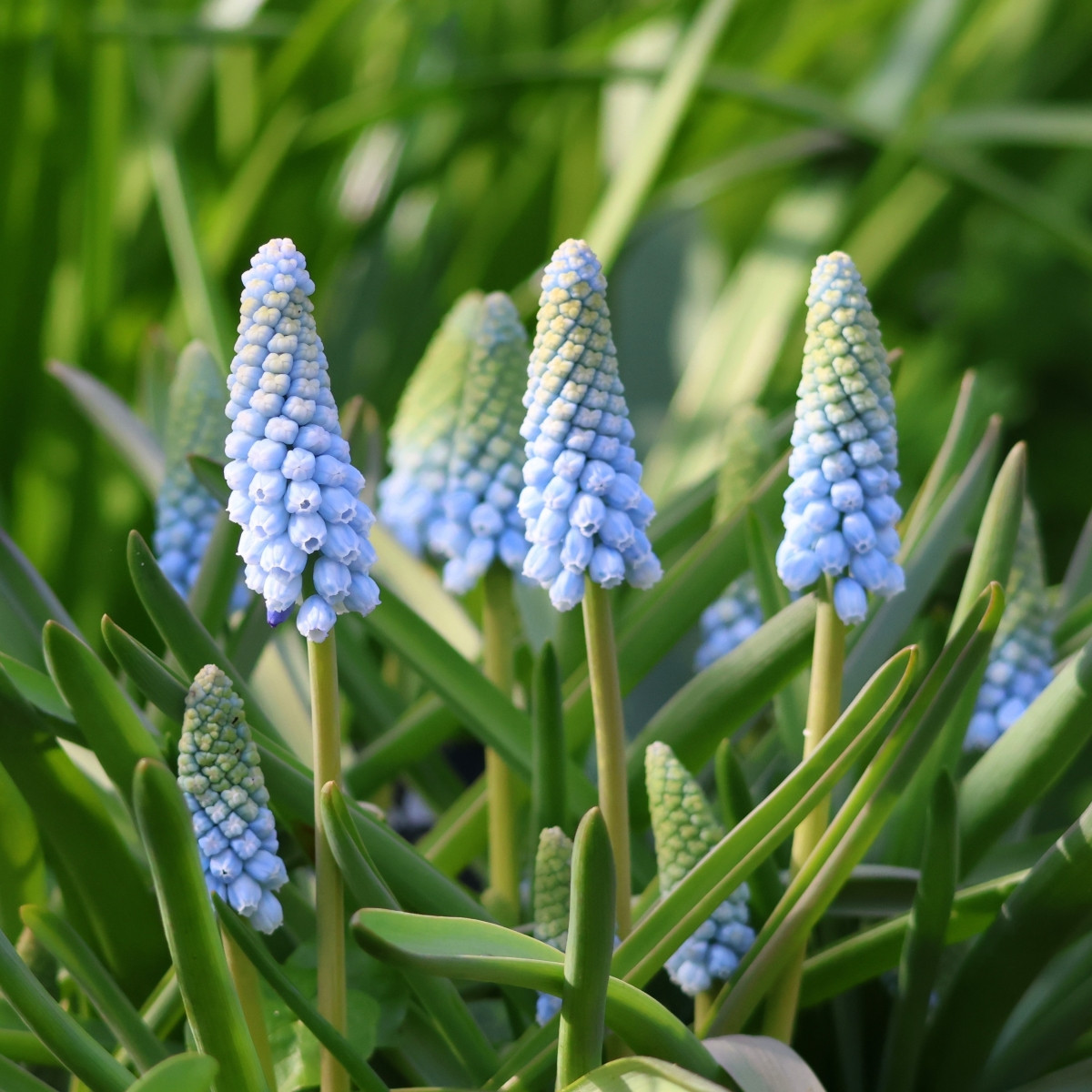 Modřenec Babys Breath - Muscari neglectum - cibule modřence - 5 ks