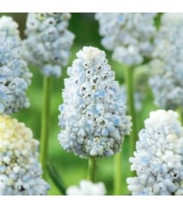 Modřenec Natures Beauty - Muscari - cibule modřence - 5 ks