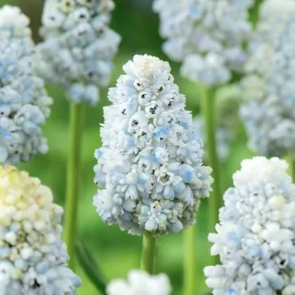 Modřenec Natures Beauty - Muscari - cibule modřence - 5 ks