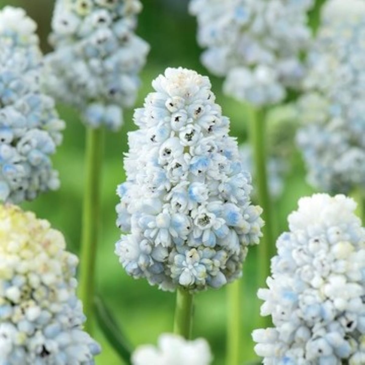 Modřenec Natures Beauty - Muscari - cibule modřence - 5 ks