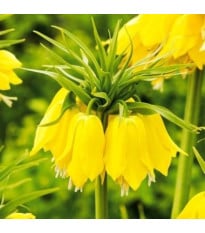 Řebčík Early Passion - Fritillaria imperialis - cibule řebčíku - 1 ks