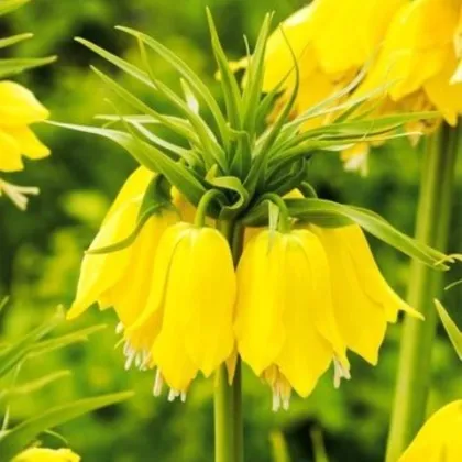 Řebčík Early Passion - Fritillaria imperialis - cibule řebčíku - 1 ks