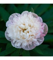Pivoňka lékařská Alba Plena - Paeonia officinalis - hlízy pivoňky - 1 ks