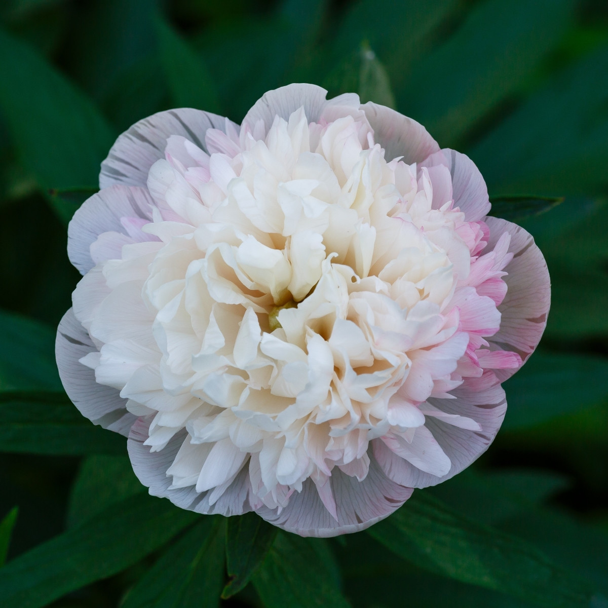 Pivoňka lékařská Alba Plena - Paeonia officinalis - hlízy pivoňky - 1 ks