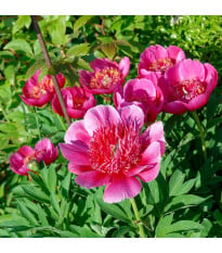 Pivoňka lékařská Anemoniflora - Paeonia officinalis - hlízy pivoňky - 1 ks