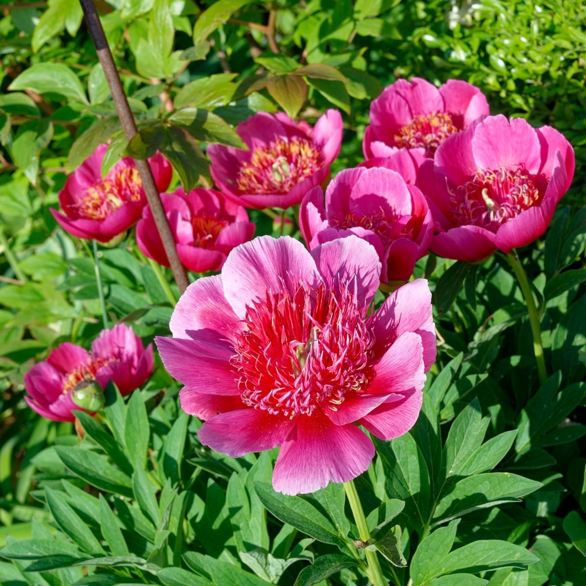 Pivoňka lékařská Anemoniflora - Paeonia officinalis - hlízy pivoňky - 1 ks