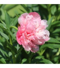Pivoňka lékařská Rosea Plena - Paeonia officinalis - hlízy pivoňky - 1 ks