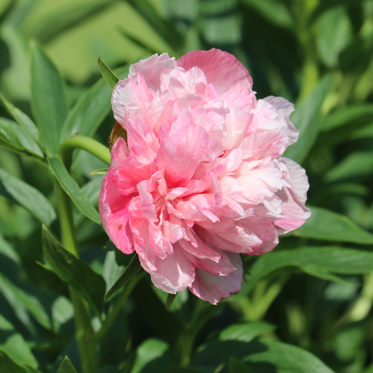 Pivoňka lékařská Rosea Plena - Paeonia officinalis - hlízy pivoňky - 1 ks