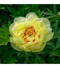 Pivoňka Bartzella - Paeonia - hlízy pivoňky - 1 ks