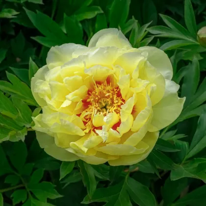 Pivoňka Bartzella - Paeonia - hlízy pivoňky - 1 ks
