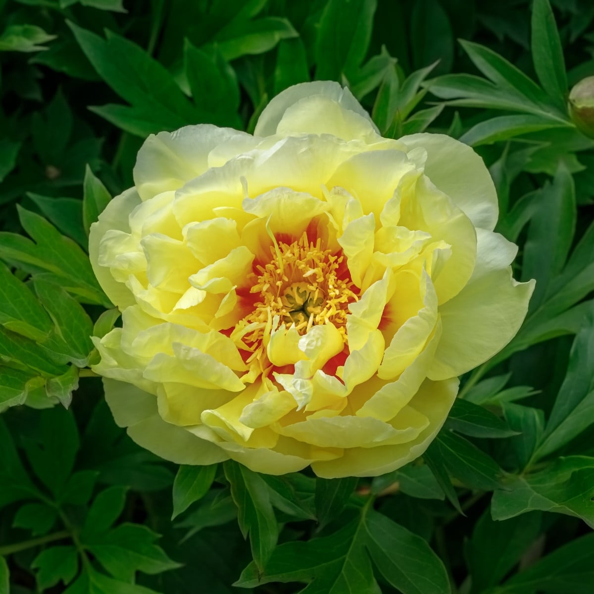Pivoňka Bartzella - Paeonia - hlízy pivoňky - 1 ks