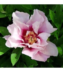 Pivoňka Cora Louise - Paeonia - hlízy pivoňky - 1 ks