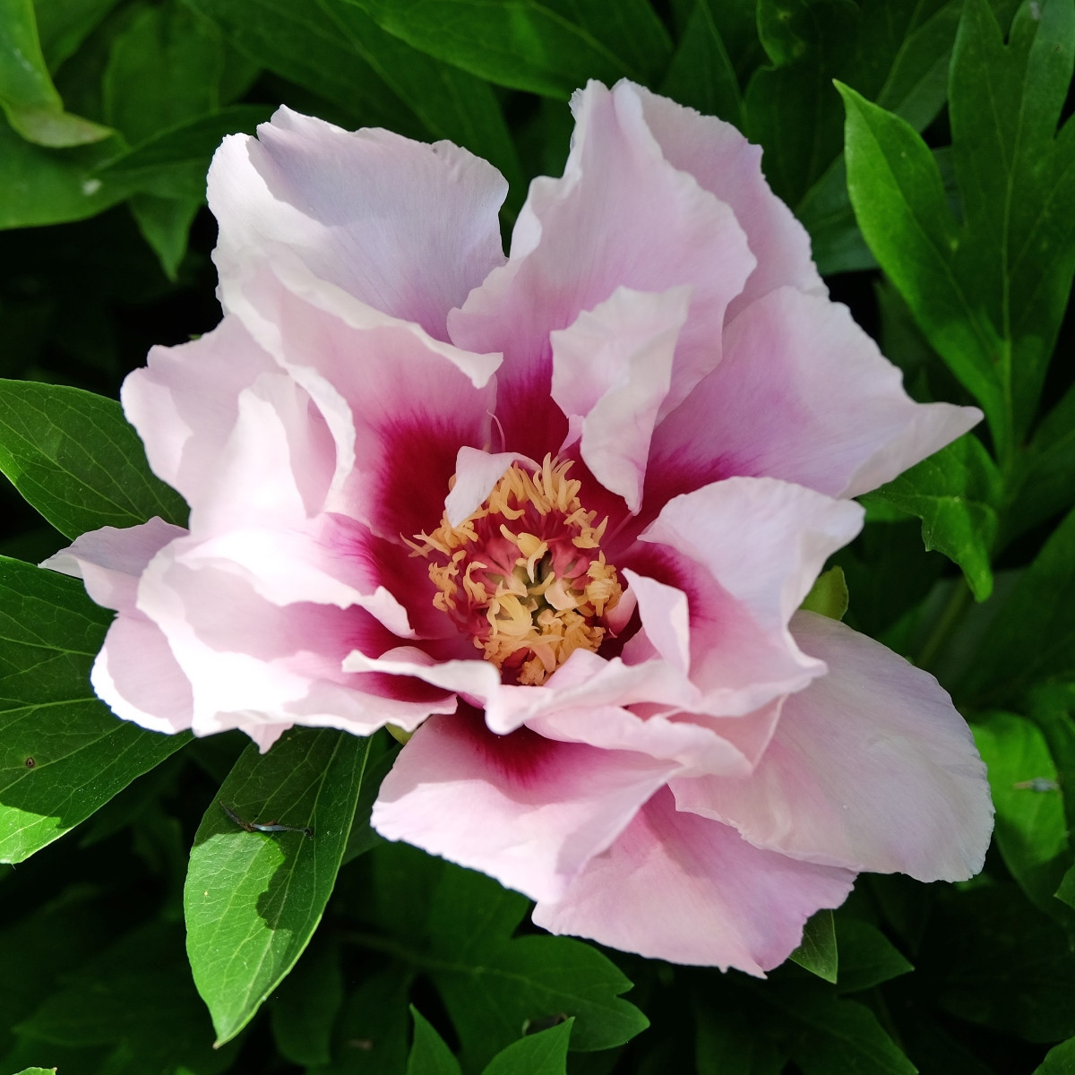 Pivoňka Cora Louise - Paeonia - hlízy pivoňky - 1 ks