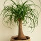 Nolina - Nolina longifolia - semena noliny - 5 ks