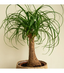 Nolina - Nolina longifolia - semena noliny - 5 ks