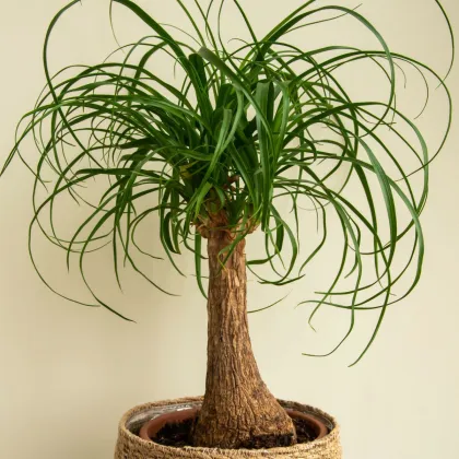 Nolina - Nolina longifolia - semena noliny - 5 ks