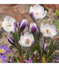 Krokus Lady Killer - Crocus - cibule krokusu - 3 ks