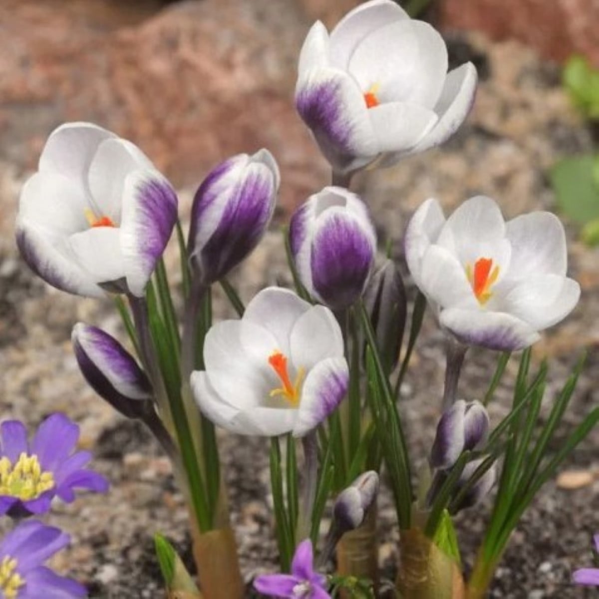 Krokus Lady Killer - Crocus - cibule krokusu - 3 ks