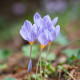 Krokus Pulchellus - Crocus - cibule krokusu - 3 ks