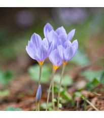 Krokus Pulchellus - Crocus - cibule krokusu - 3 ks