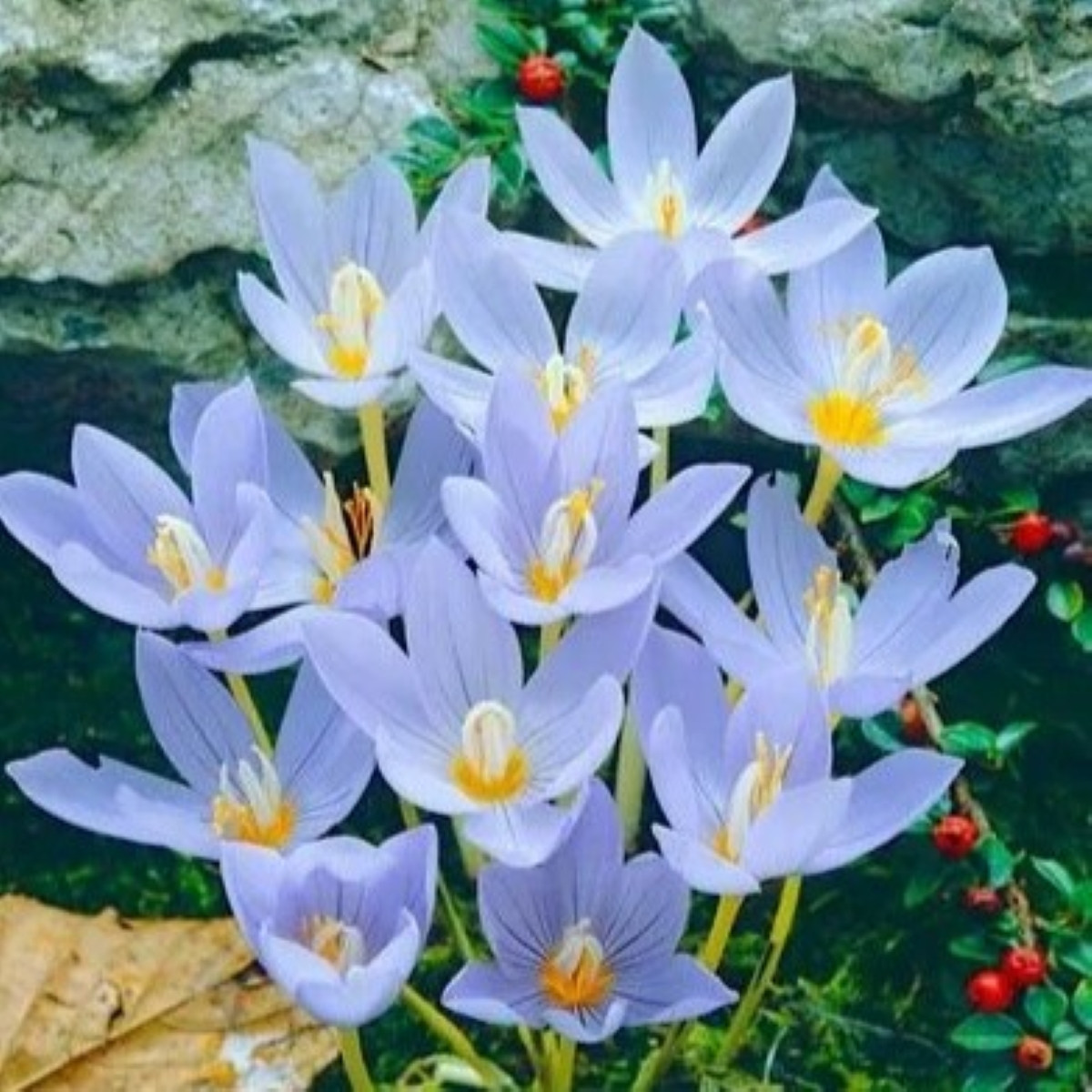 Krokus Pulchellus - Crocus - cibule krokusu - 3 ks