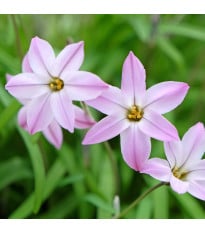 Jarní hvězdička Charlotte bishop - Ipheion uniflorum - cibulky ifejonu - 5 ks