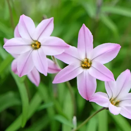 Jarní hvězdička Charlotte bishop - Ipheion uniflorum - cibulky ifejonu - 5 ks