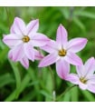 Jarní hvězdička Charlotte bishop - Ipheion uniflorum - cibulky ifejonu - 5 ks